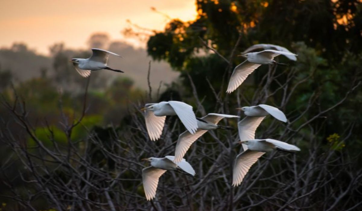 birds at nlsiu